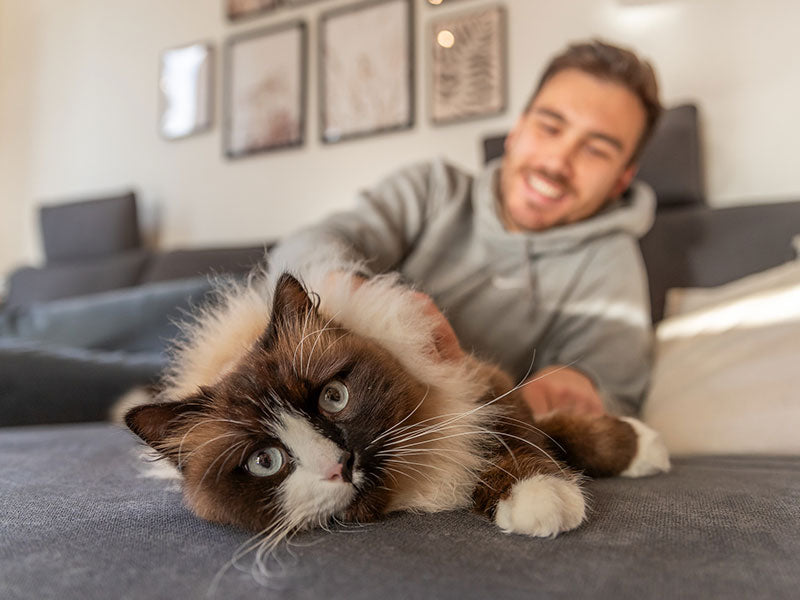 Langhaarige Katze liegt entspannt auf einem Sofa, während ein lächelnder Mann sie streichelt.