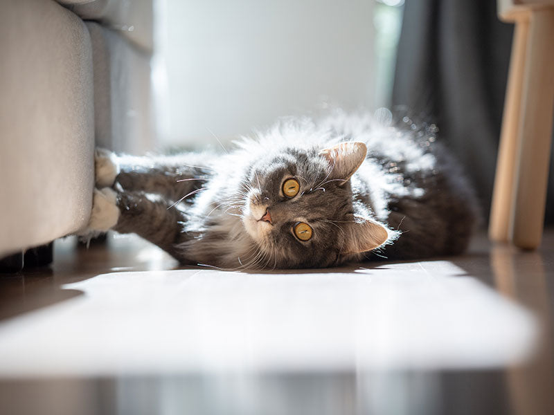 Katze liegt seitlich auf dem Boden und spielt mit der Sofakante im Sonnenlicht