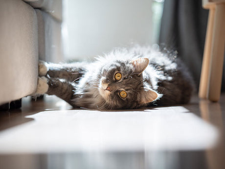 Katze liegt seitlich auf dem Boden und spielt mit der Sofakante im Sonnenlicht