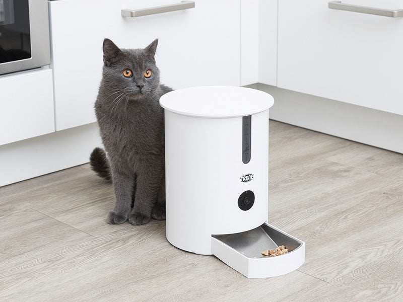 Dackel frisst aus grauem, automatischem Futterspender im Wohnzimmer.
