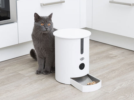 Dackel frisst aus grauem, automatischem Futterspender im Wohnzimmer.