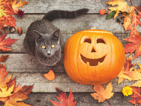 Graue Katze neben geschnitztem Kürbis auf herbstlich dekoriertem Holzuntergrund