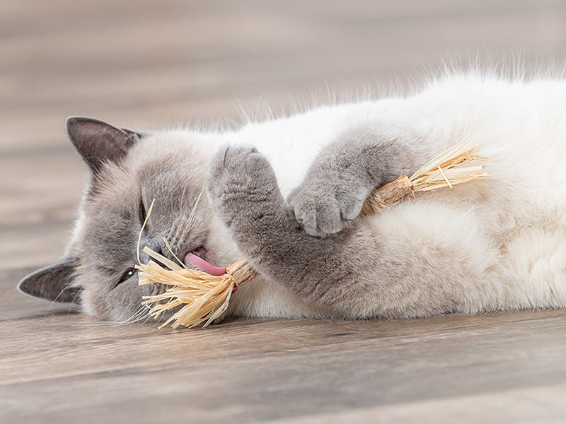 Helle Katze mit liegt seitlich auf dem Boden und hält ein Spielzeug mit Naturfransen zwischen den Pfoten