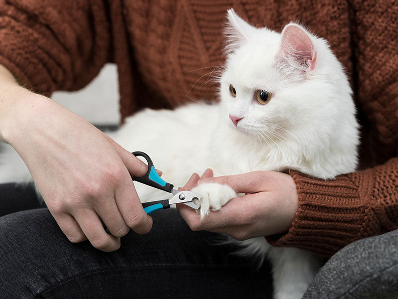 Weiße Katze liegt auf dem Schoß, während ihre Krallen mit einer blauen Zange geschnitten werden