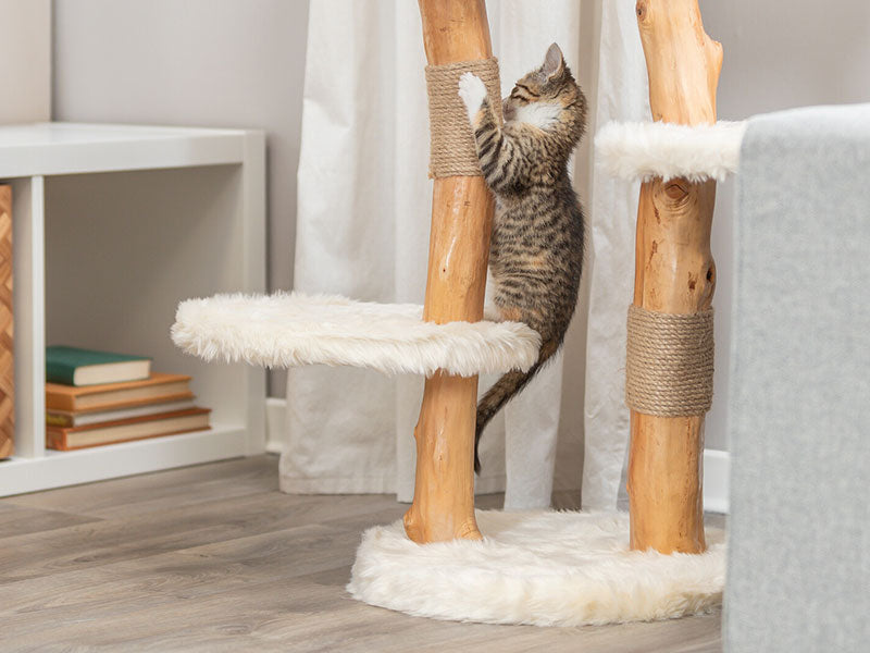 Jungkatze klettert an einem Kratzbaum aus naturbelassenem Holz mit Sisalwicklungen