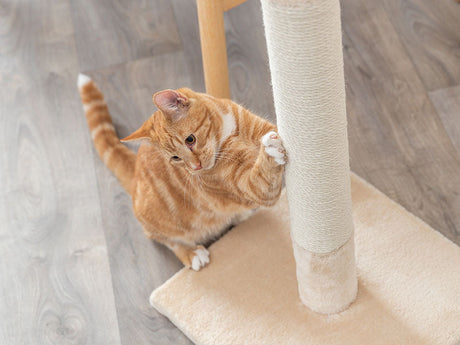 Rote Katze mit gestreiftem Fell kratzt mit beiden Vorderpfoten an einem Sisalstamm