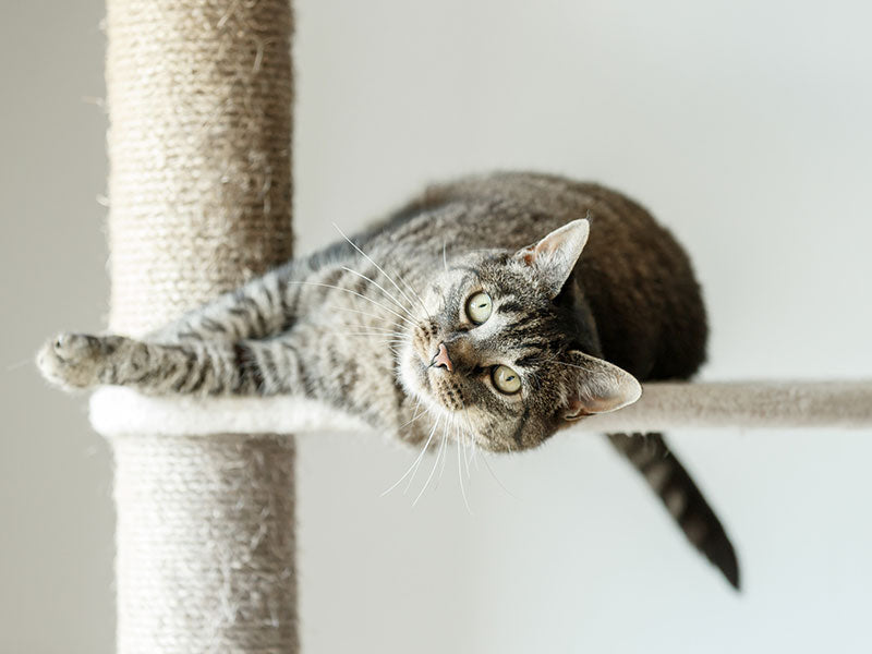Getigerte Katze liegt quer auf einer Plattform eines hellen Kratzbaums