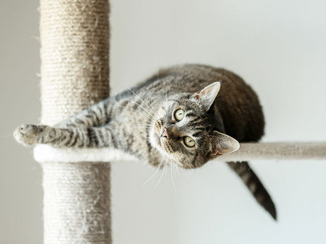 Getigerte Katze liegt quer auf einer Plattform eines hellen Kratzbaums