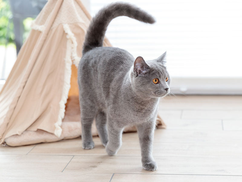 Graue Katze mit aufgerichtetem Schwanz läuft auf hellem Holzboden vor einem beigefarbenen Zelt mit Plüschrand.