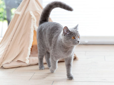Graue Katze mit aufgerichtetem Schwanz läuft auf hellem Holzboden vor einem beigefarbenen Zelt mit Plüschrand.