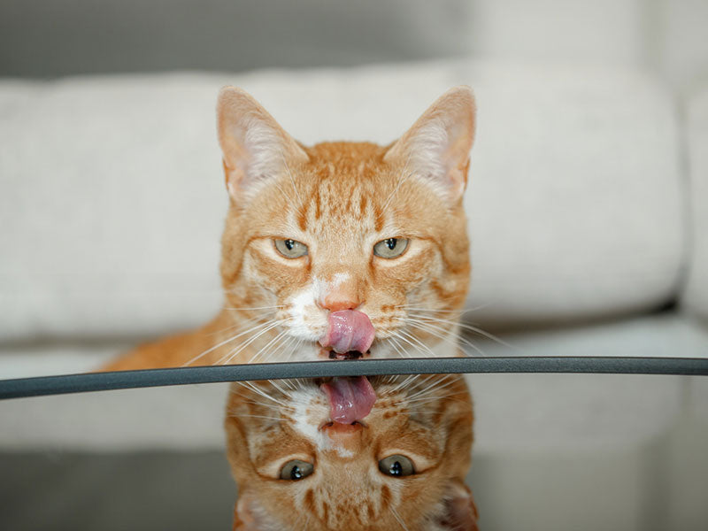 Eine orangefarbene Katze leckt mit herausgestreckter Zunge über eine Glasfläche.