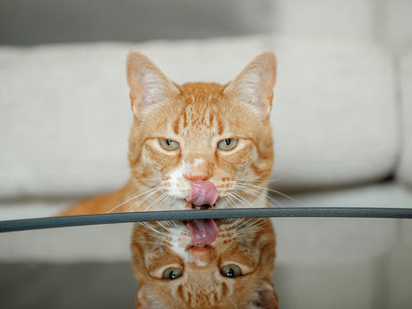 Eine orangefarbene Katze leckt mit herausgestreckter Zunge über eine Glasfläche.