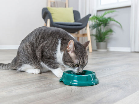 Grauweiß getigerte Katze trinkt aus grünem Napf auf hellem Holzboden im Wohnzimmer