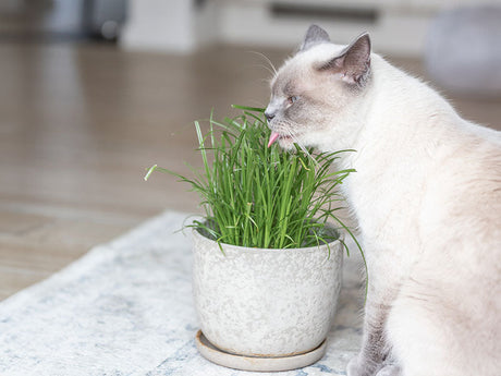 Katze frisst Katzengras aus einem hellen Blumentopf auf dem Teppich