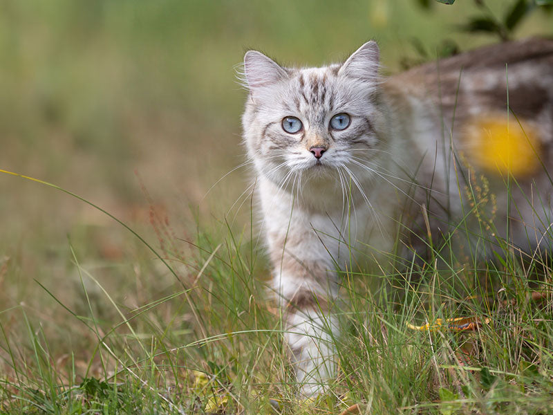 Langhaarige Katze mit blauen Augen läuft aufmerksam durch hohes Gras im Freien.
