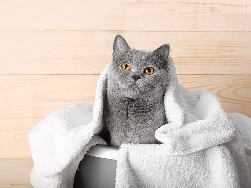 Graue Katze sitzt in weißem Handtuch auf einer Box vor Holzverkleidung