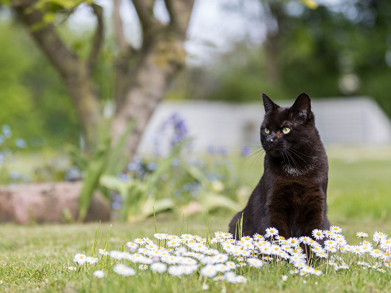 Schwarze Katze sitzt im Garten auf einer Wiese mit Gänseblümchen.