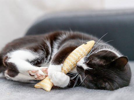 Schwarz-weiße Katze liegt auf Sofa und spielt mit gelbem Stofffisch.