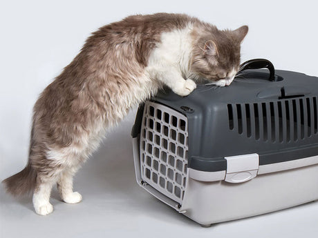 Langhaarige Katze steht aufgerichtet vor geschlossener Transportbox und schnuppert am Deckel.
