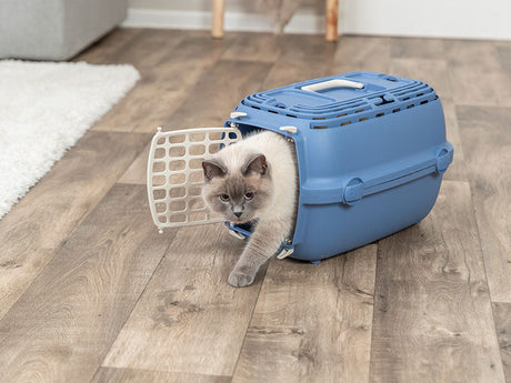 Katze mit grauem Fell steigt aus einer blauen Transportbox auf Holzfußboden.