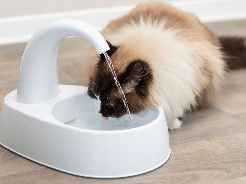 Langhaarige Katze trinkt aus einem weißen Trinkbrunnen mit fließendem Wasser auf einem Holzfußboden.