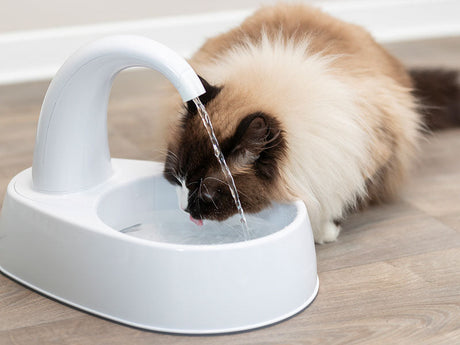 Langhaarige Katze trinkt aus einem weißen Trinkbrunnen mit fließendem Wasser auf einem Holzfußboden.