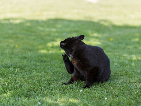 Schwarze Katze kratzt sich am Ohr auf einer grünen Wiese.