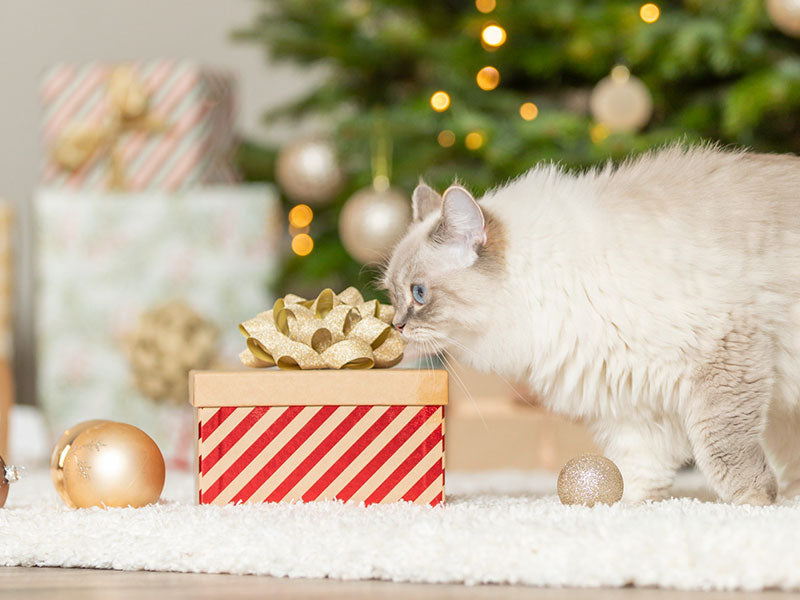 Katze schnuppert an rot-goldener Geschenkbox vor geschmücktem Weihnachtsbaum mit Kugeln.