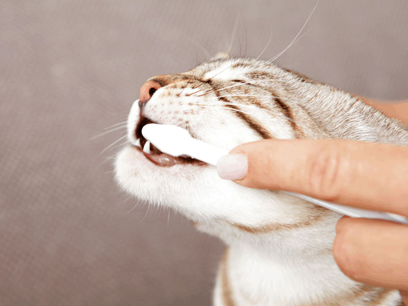 Hand putzt mit weißer Zahnbürste vorsichtig die Zähne einer Katze mit getigertem Fell.