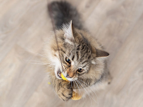 Langhaarige Katze spielt aufrecht stehend mit gelbem Katzenspielzeug auf Holzfußboden