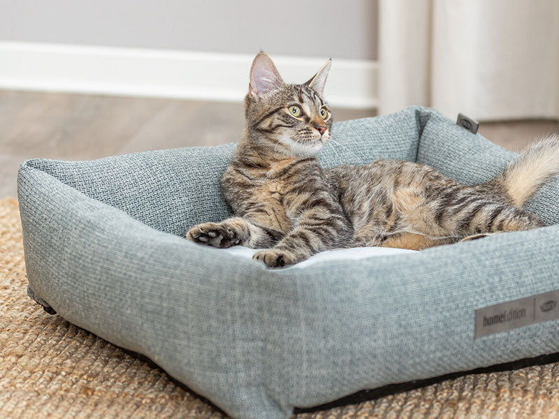Getigerte Katze liegt entspannt in einem rechteckigen Katzenbett auf Teppichboden