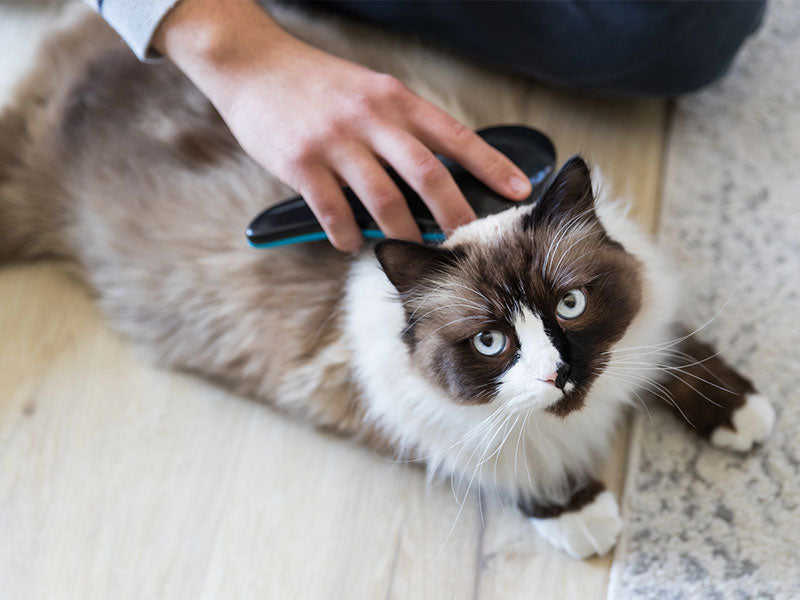 Langhaarige Katze wird mit einer Bürste auf hellem Boden gepflegt