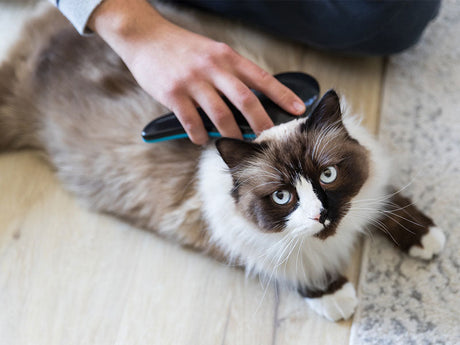 Langhaarige Katze wird mit einer Bürste auf hellem Boden gepflegt