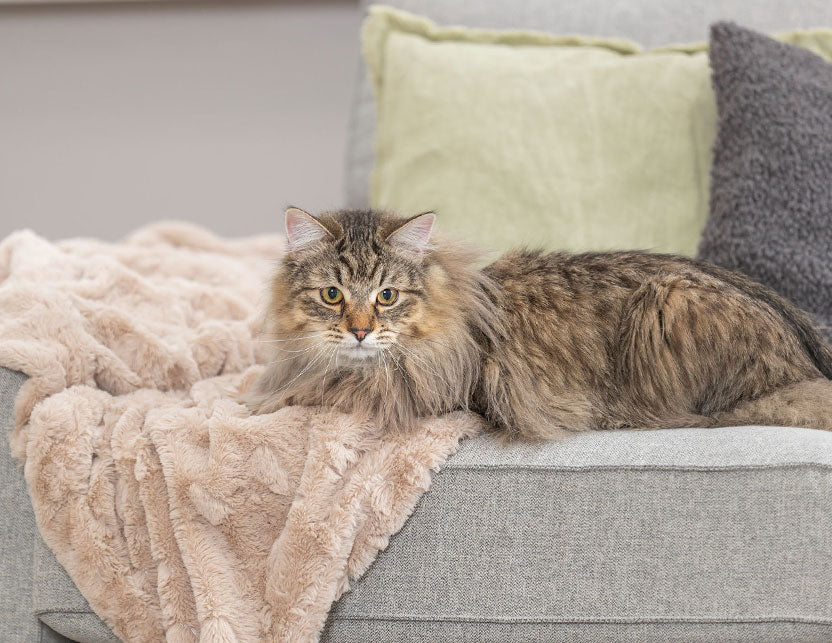 Langhaarige Katze liegt auf grauem Sofa mit Kuscheldecke und Kissen