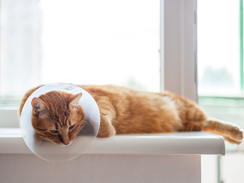 Ruhende Katze mit Halskragen liegt auf einer Fensterbank
