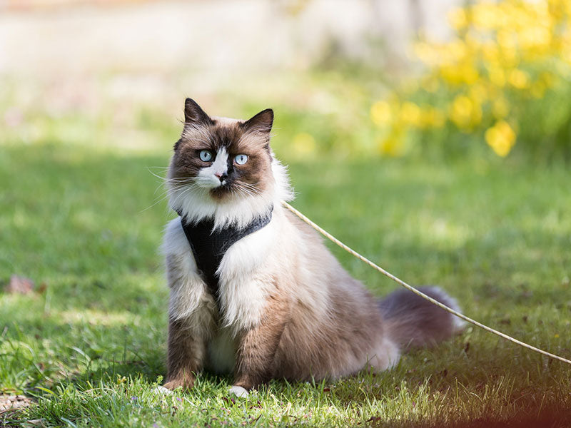 Katze mit Geschirr und Leine sitzt auf einer Wiese