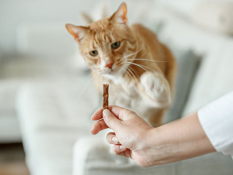 Katze springt nach einem Snack, der von einer Hand gehalten wird