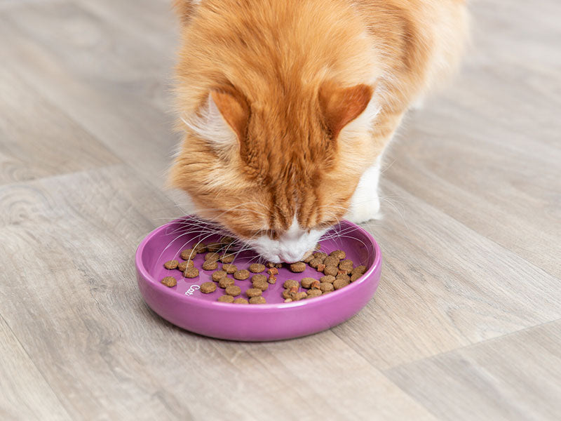 Katze frisst Trockenfutter aus flachem Napf in Lila auf hellem Holzboden