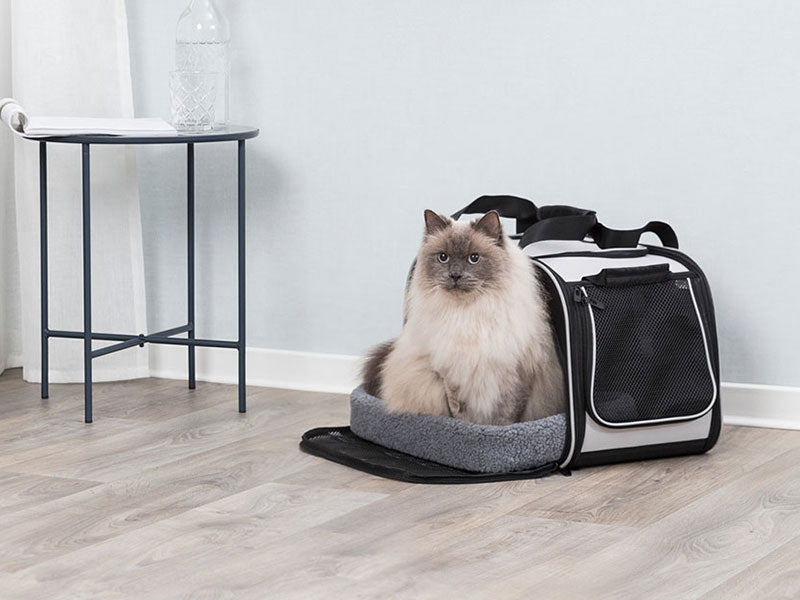 Langhaarige Katze sitzt in einer geöffneten schwarzen Transporttasche auf hellem Boden im Raum.
