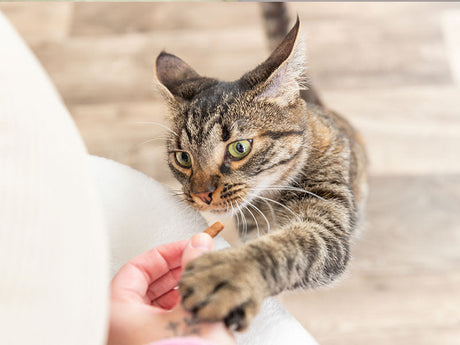 Katze greift mit Pfote nach Leckerli aus Hand einer Person auf hellem Holzboden