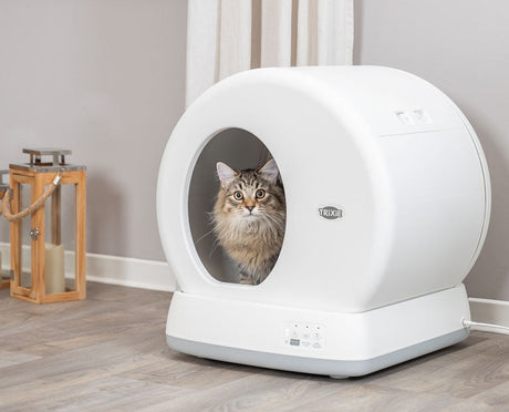Katze sitzt in weißer, automatischer Katzentoilette mit runder Öffnung auf Holzfußboden