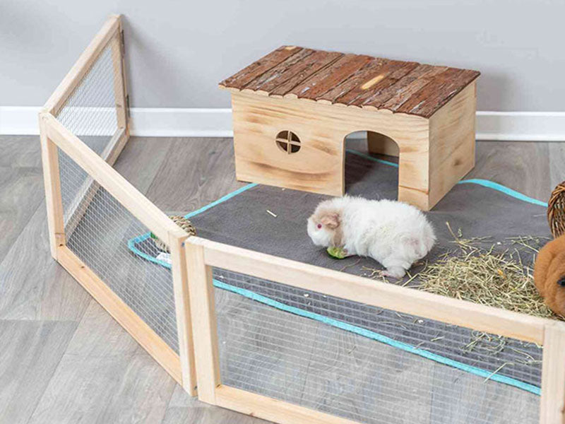 Weißes Meerschweinchen in einem Auslaufgehege mit Holzhütte auf grauer Unterlage