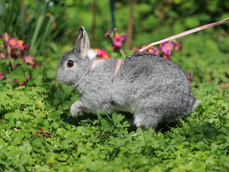 Grau-weißes Kaninchen mit Geschirr auf grüner Wiese zwischen Blumen