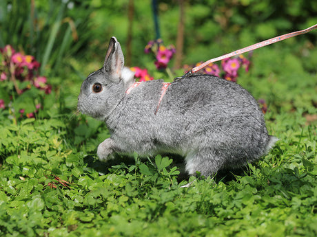 Grau-weißes Kaninchen mit Geschirr auf grüner Wiese zwischen Blumen