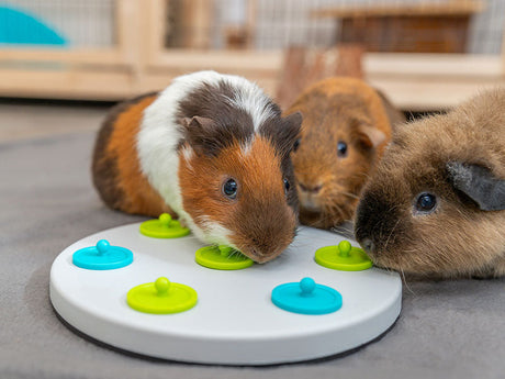 Drei Meerschweinchen spielen mit rundem Intelligenzspielzeug in Weiß, Blau und Grün auf grauem Boden