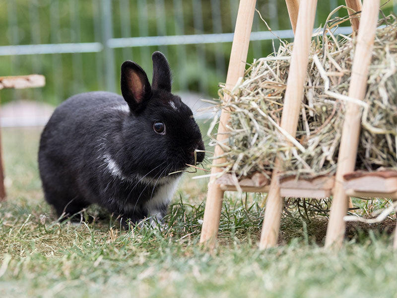 Schwarzes Kaninchen vor Heuraufe im Freigehege auf Wiese
