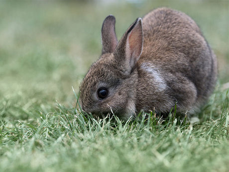 Kaninchen knabbert an frischem Gras auf einer Wiese