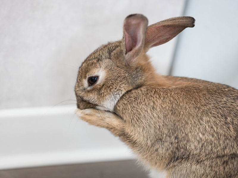Kaninchen sitzt vor einer weißen Wand und putzt sich mit den Vorderpfoten.