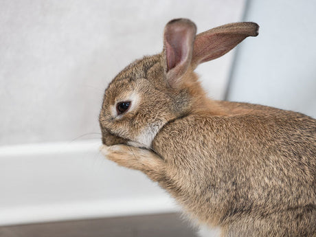 Kaninchen sitzt vor einer weißen Wand und putzt sich mit den Vorderpfoten.