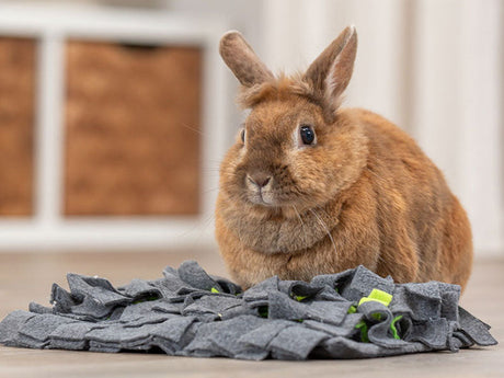 Kaninchen sitzt auf grauer Schnüffelmatte im Wohnzimmer